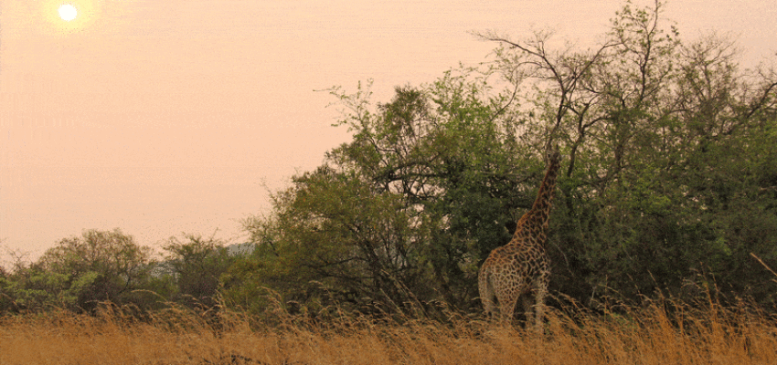 Johannesburg : özel jet kiralama 