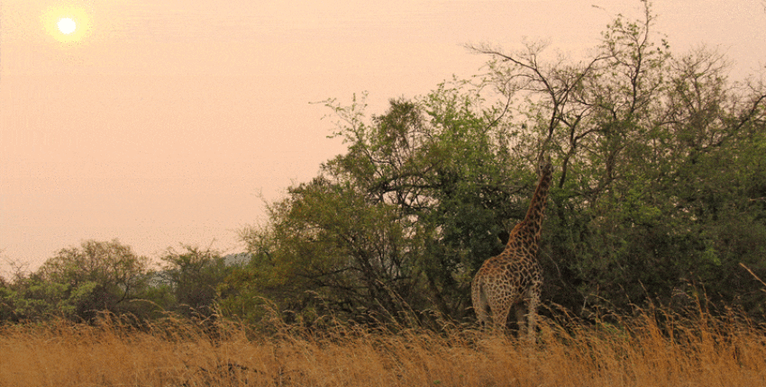 Johannesburg : özel jet kiralama 