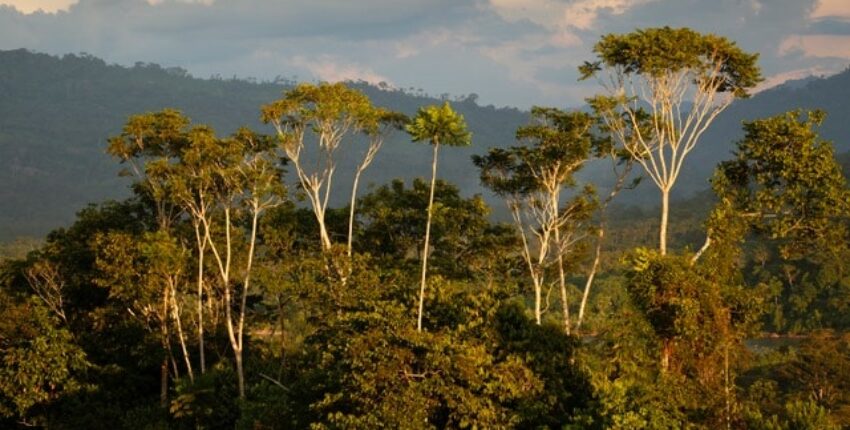 Panorama de la forêt tropicale - Grands arbres, montagnes, nuages en arrière-plan.