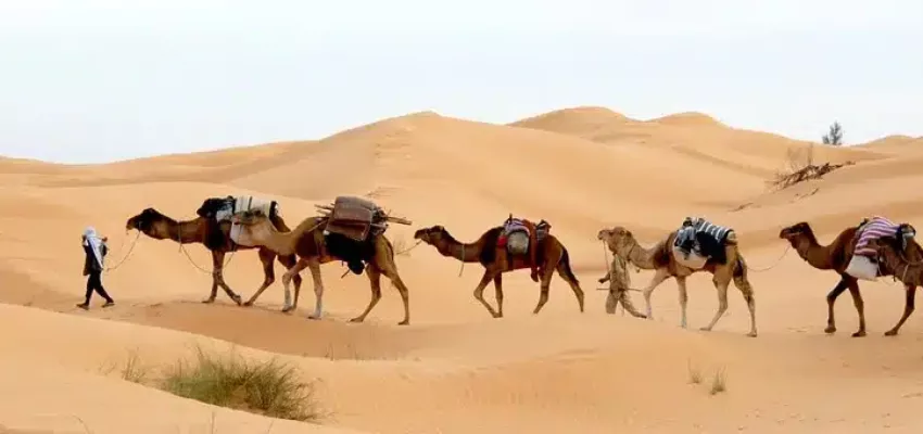 tunisie désert chameaux