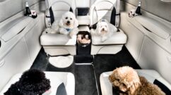 Chiens dans avion