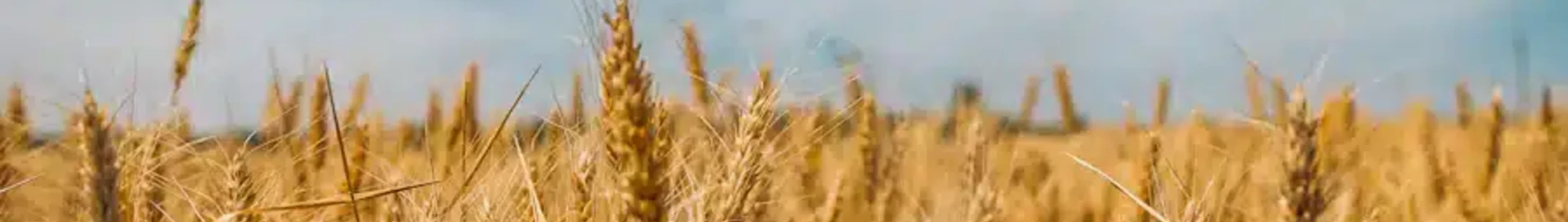 Çernobayevka : özel jet kiralama