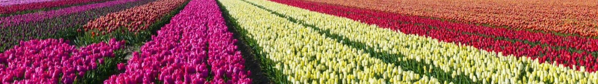 Hoogeveen : özel jet konumu