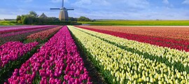 Den Helder : özel jet kiralama