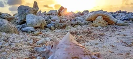 St Vincent & Grenadines : Özel jet kiralama