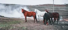 Yuzhny : özel jet kiralama
