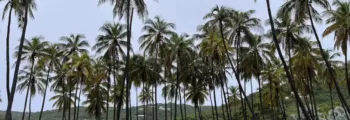 El Borma : location de jet privé