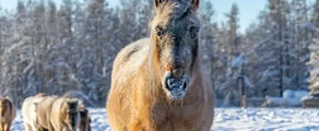 Yakutsk : özel jet kiralama