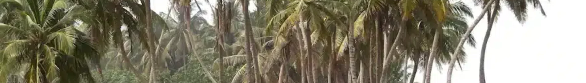 Sunyani : özel jet kiralama