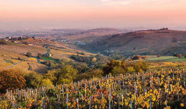 Vignobles en région Beaujolais au couché du soleil