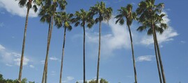 Las Vegas - Houston : özel jet kiralama